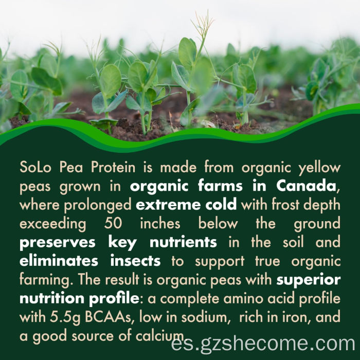 Soporte muscular a base de plantas en polvo de proteína de guisante Shecome